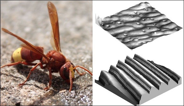 Bí[-]kíp[-]kỳ[-]diệu[-]khiến[-]động[-]vật[-]trở[-]thành[-]"X-men"[-]5